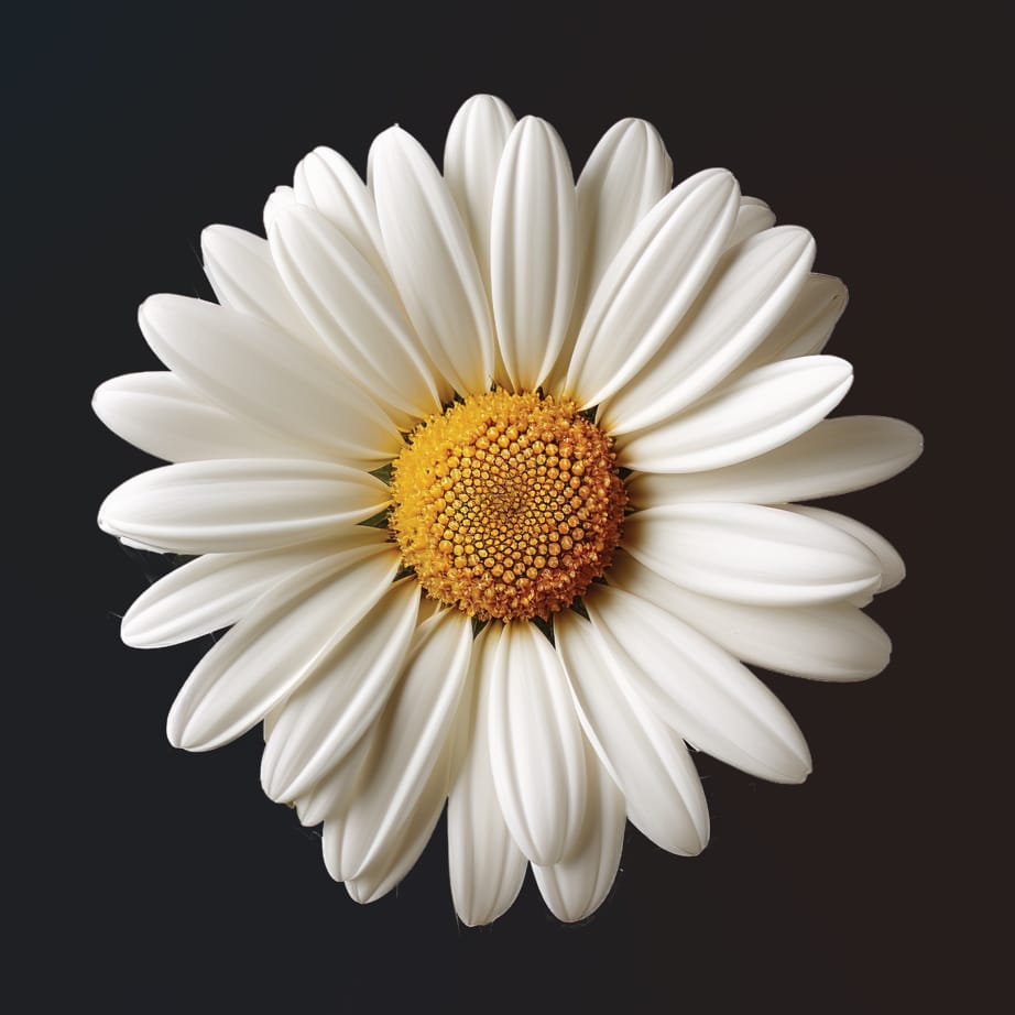 Gänseblümchen Motiv