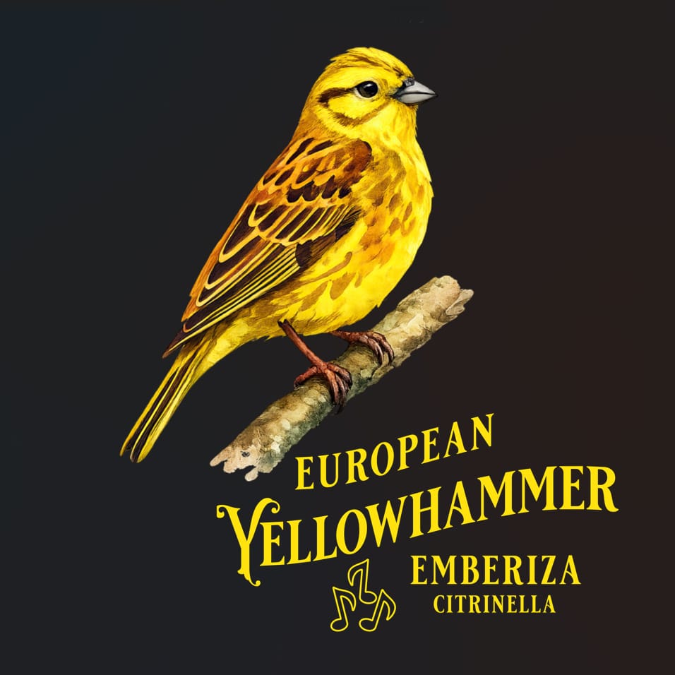 Yellowhammer - Goldammer